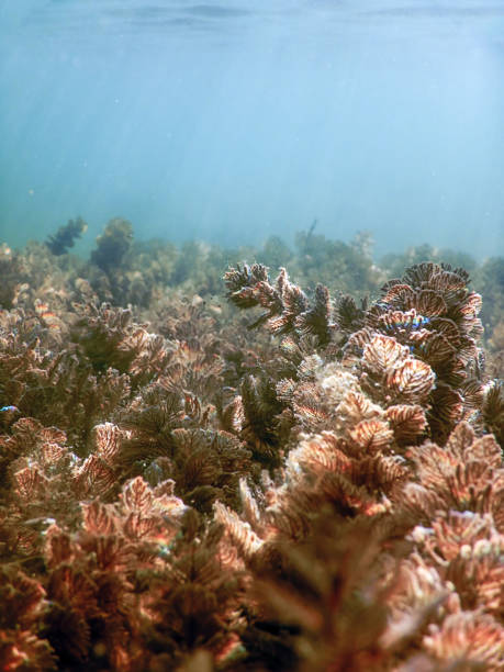 istock Underwater freshwater flora rivers, lakes, pond. 902766948
