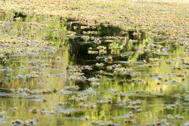 istock Plants in the coast of Parana River 902767888