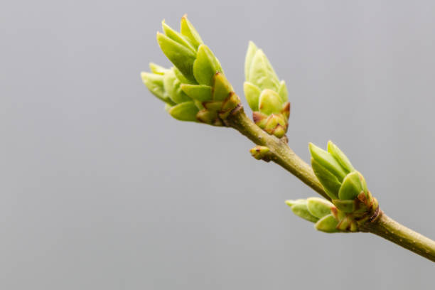 istock The first leaves on the lilac 902770268