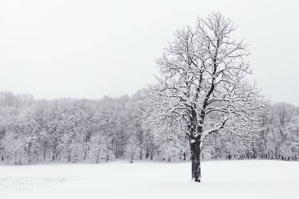 istock Winter landscape in snowy forest. Winter forest frozen trees. 902771084