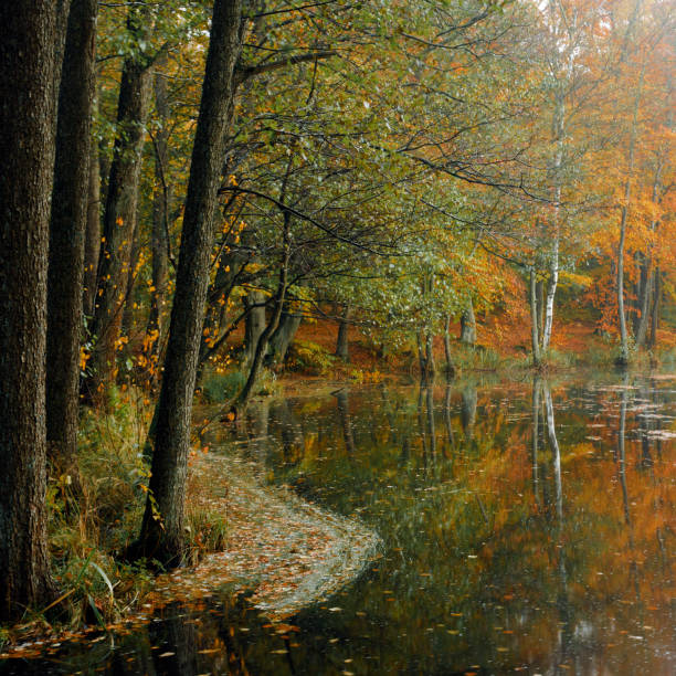 istock Morning Autumn Lake 902771486