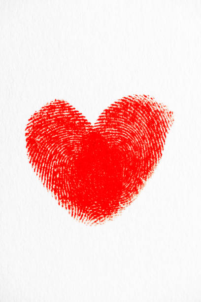 heart shape of fingerprints - fingerprint thumbprint identity red imagens e fotografias de stock