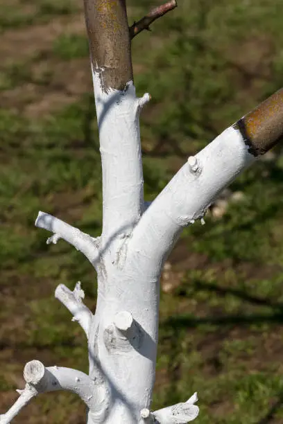 Whitewashing and pruning tree trunk in spring