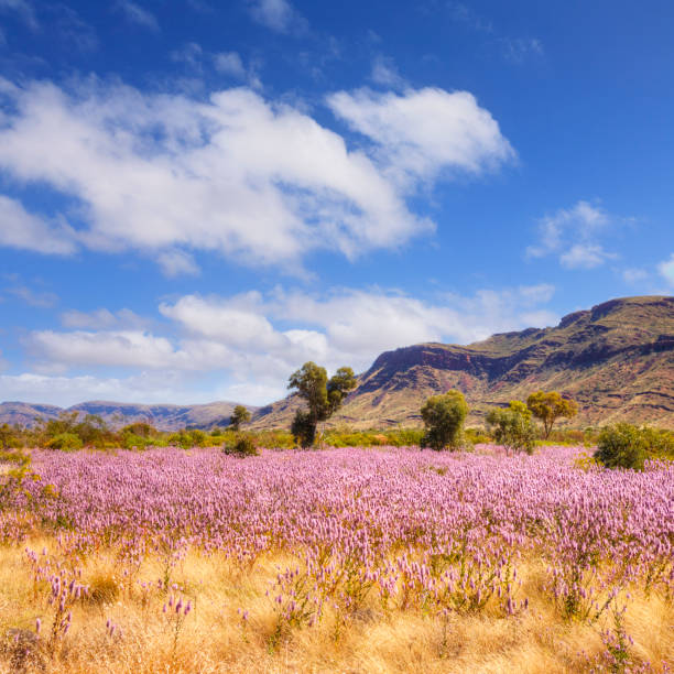 Autumn afternoon in arid landscape garden, Port Augusta, South Australia