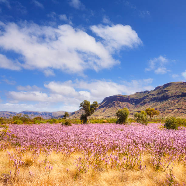 wildflowers outback australia zachodnia - the pilbara zdjęcia i obrazy z banku zdjęć