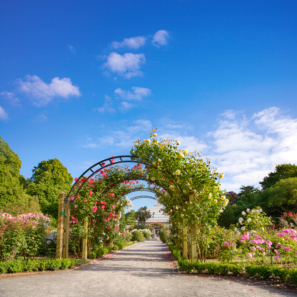 The rose garden in summer, Hagley Park, Christchurch, New Zealand.