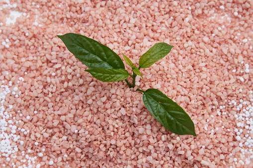 Leaves on a pile of pink fertilizer.