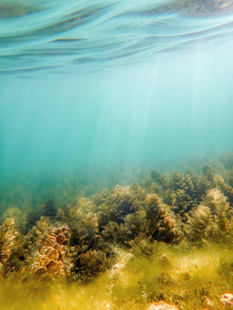 istock Underwater freshwater flora rivers, lakes, pond. 902779530
