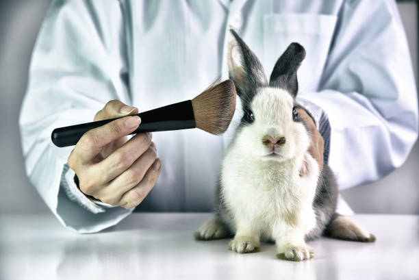 Cosmetics Test On Rabbit Animal Scientist Or Pharmacist Do Research Chemical Ingredients Test On Animal In Laboratory Cruelty Free And Stop Animal Abuse Concept Stock Photo - Download Image Now - iStock Cosmetics Test On Rabbit Animal Scientist Or Pharmacist Do Research Chemical Ingredients Test On Animal In Laboratory Cruelty Free And Stop Animal Abuse Concept Stock Photo - Download Image Now - iStock