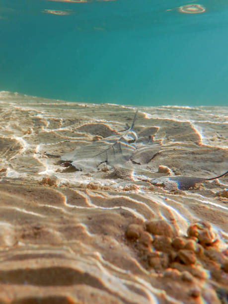 istock Underwater freshwater flora rivers, lakes, pond. 902780166