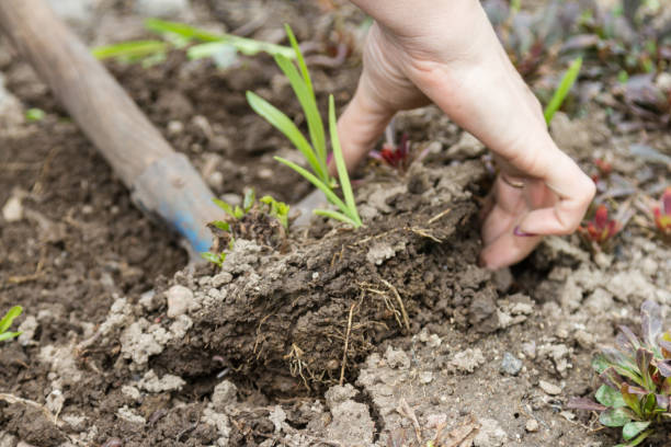 istock Woman digs sprouts in the garden 902780312