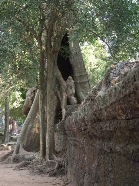 istock Spung tree or tetrameles nudiflora on a temple in Ta Prohm, Siem Reap 902782662