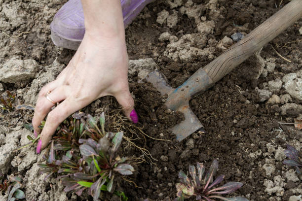 istock A woman in the spring digs up plants 902783010