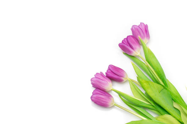 istock bunch of purple tulips on white 902783462