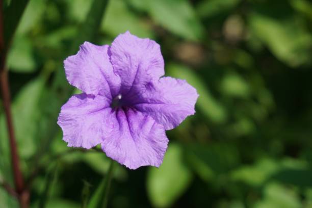 istock purple ruellia tuberosa flower 902784106