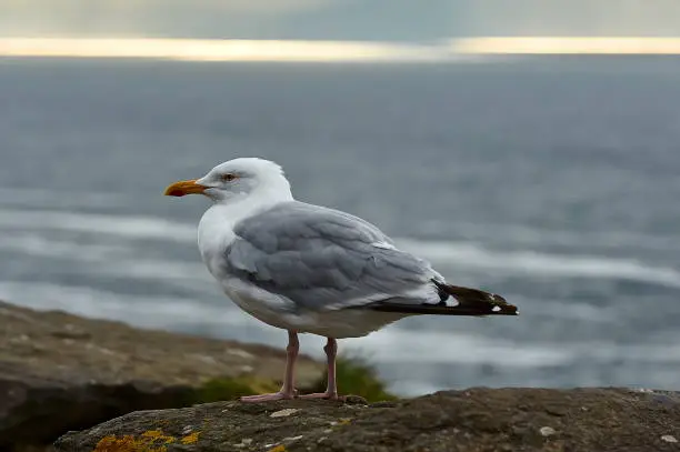 Photo of seagull