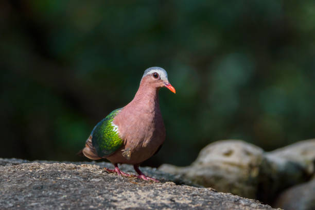 istock Beautiful Common emerald dove, Asian emerald dove perching on the rock , Thailand 902786200