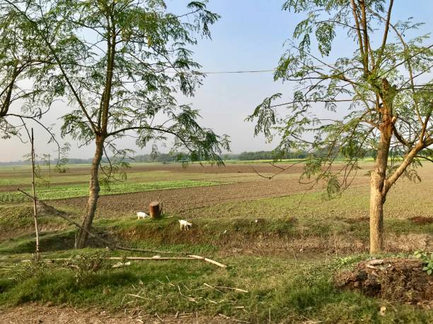 istock Agricultural farming 902786294