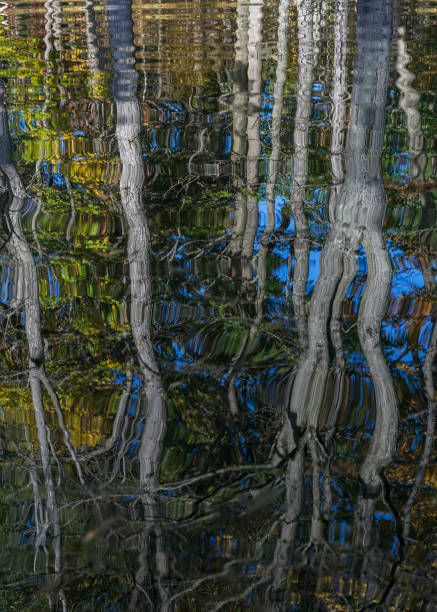 istock Autumn Trees reflecting in a river - Ontario, Canada 902786862