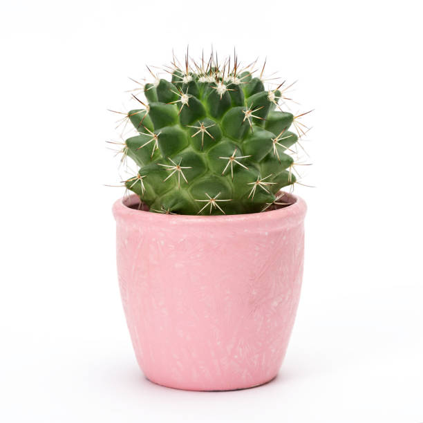 サボテンは、白い背景で隔離。アロエとカラフルなセラミック鍋でその他の多肉植物 - cactus ストックフォトと画像