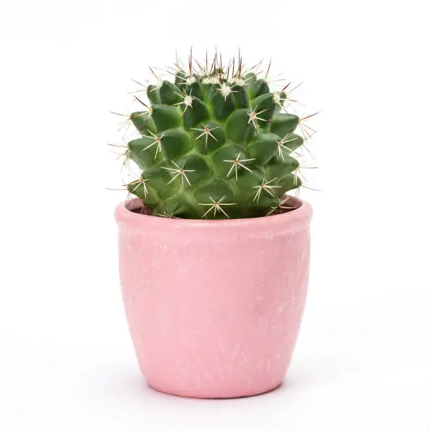 Photo of Cactus isolated on white background. Aloe and other succulents in colorful ceramic pot