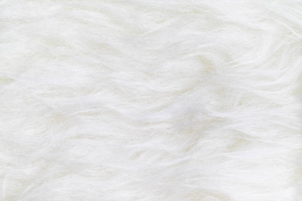 istock close up top view of white clean fur texture background surface 902789690