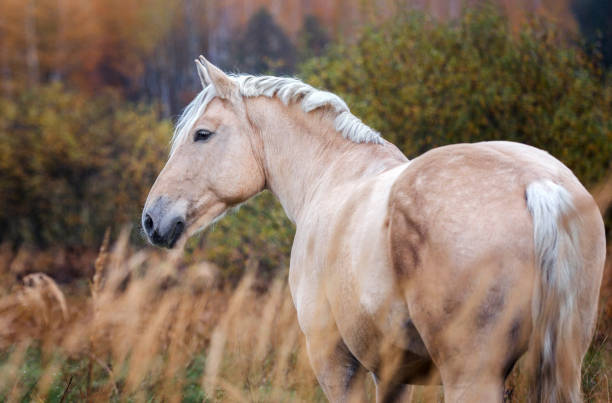 istock Portrait of a horse. 902790086