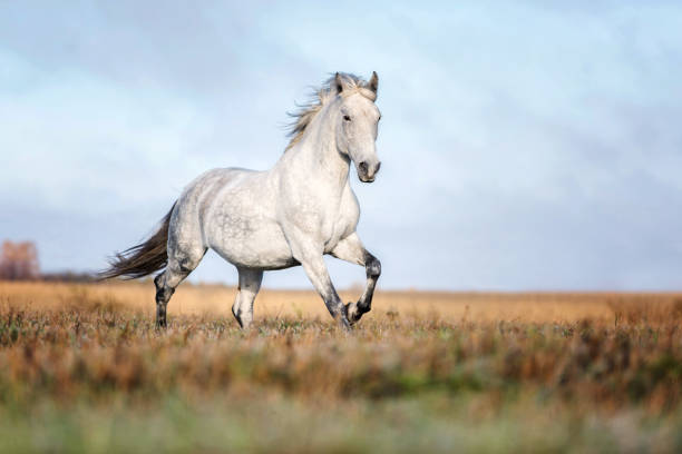 Arabian horse running free on an autumn background. Running arabian horse arabian horse photos stock pictures, royalty-free photos & images