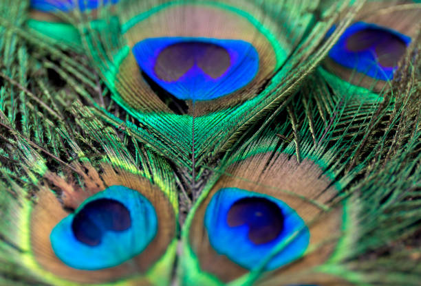istock Beautiful peacock feathers. Close up green and blue blur background. Macro defocused pattern. 902793958