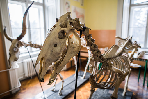 Horse skeleton in the classroom without people.