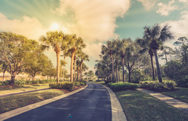istock Gated community road with palms in South Florida 902804072
