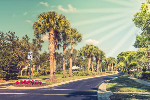 Gated community road with palms, South Florida, United States. Sun rays
