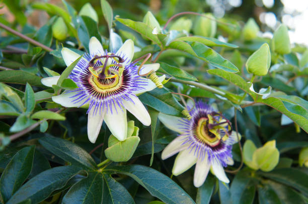 Two passiflora caerulea white and blue flowers with green stock photo