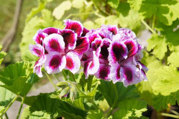 istock Pelargonium royal red flowers with green background 902804558