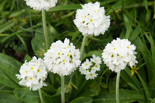 Primula denticulata white flowers with green