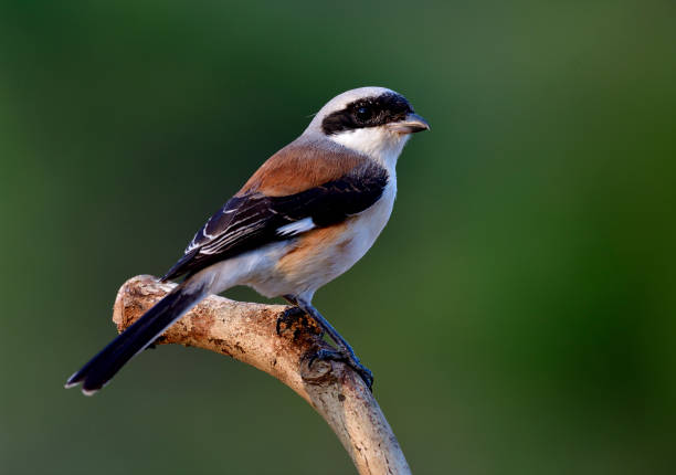 istock Bay-backed Shrike (Lanius vittatus) Beautiful brown back and grey head bird showing its back feathers profile while perching on a wood branch over green blur background 902804680