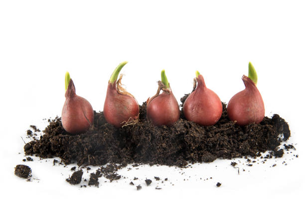 five tulip bulbs with sprouts growing in potting soil isolated with small shadow on a white background, concept gardening for spring planting, copy space