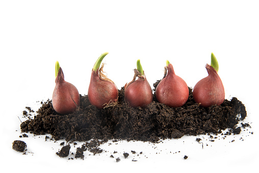 five tulip bulbs with sprouts growing in potting soil isolated with small shadow on a white background, concept gardening for spring planting, copy space, selected focus