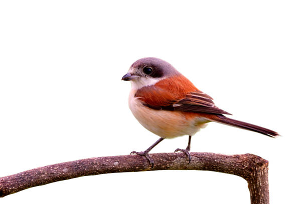 istock Lovely chubby and puffy brown bird with grey head long tail and big eyes perching on tree branch isolated over whtie background, female of Burmese Shrike (Lanius collurioides) 902808076