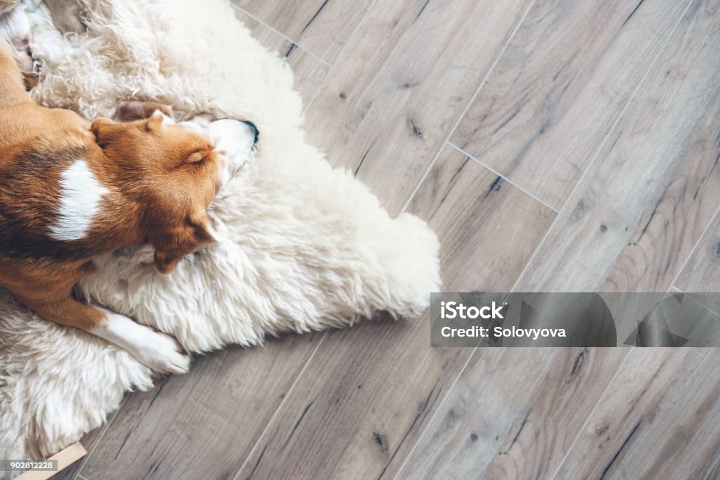 Beagle dog sleeps on sheepskin Dog Stock Photo