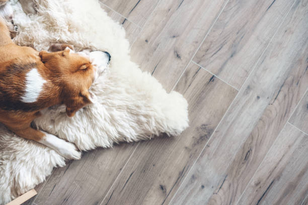 Beagle dog sleeps on sheepskin Beagle dog sleeps on sheepskin wood laminate flooring photos stock pictures, royalty-free photos & images