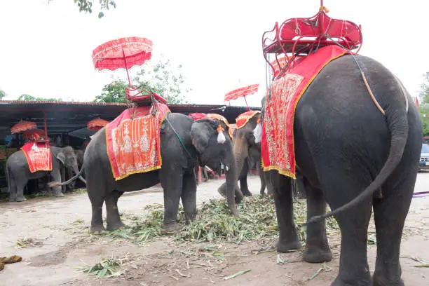 Photo of Tourists sitting on elephant back Travel around the ancient city