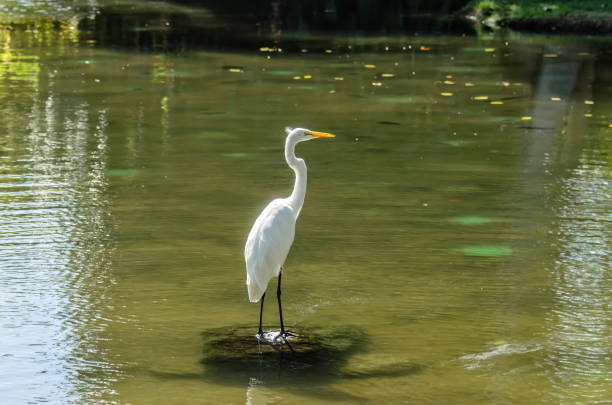 istock Wild bird, white heron hunting for fish near the pond 902816150