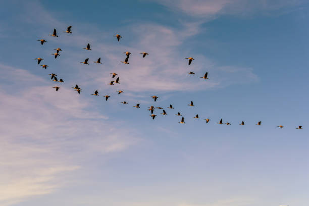 istock A flock of wild birds flies in a blue sky with white clouds 902818308