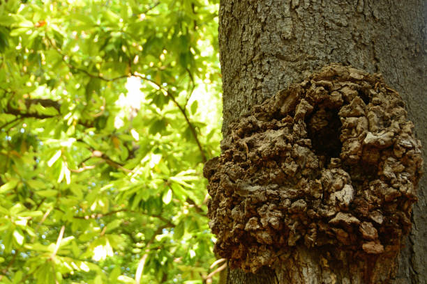 istock Brachychiton discolor leafs with part of the trunk and bark. 902819420