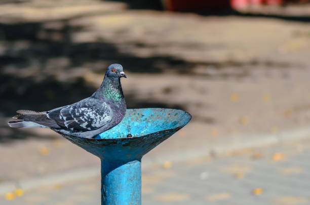 istock A blue dove with green feathers around its neck drinking water from a blue fountain 902819450