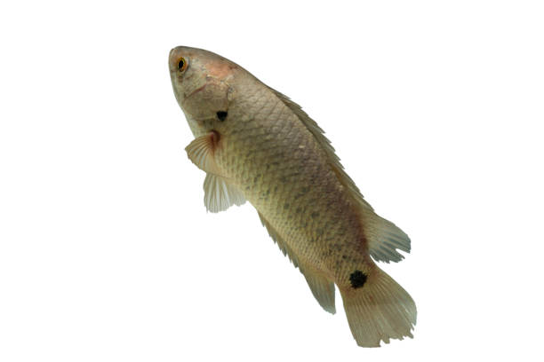 istock A fish has name Climbing Perch or Scientific name Anabas testudineus isolated on white background ,It is economic fish ,Clipping path 902820152