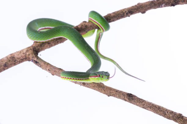 istock Green pit viper bites on white background ,Snake of Thailand 902820172