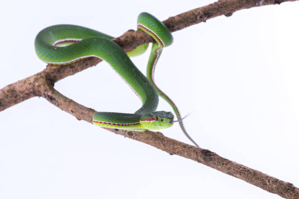 istock Green pit viper bites on white background ,Snake of Thailand 902820174