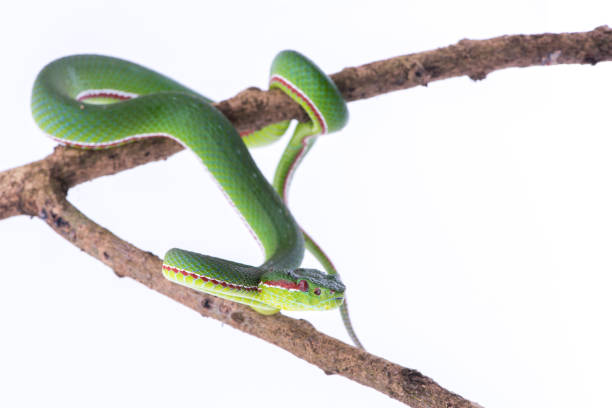 istock Green pit viper bites on white background ,Snake of Thailand 902820180